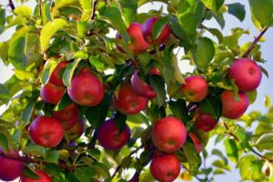 Как выбрать и вырастить качественные саженцы яблонь?