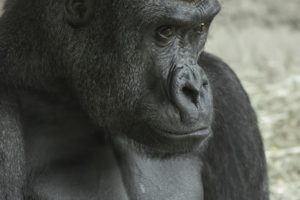 Что такое Corning Gorilla Glass 5 и чем он отличается